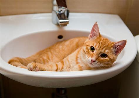 6 Silly Things Cats Do - And Get Away With! - Americaware