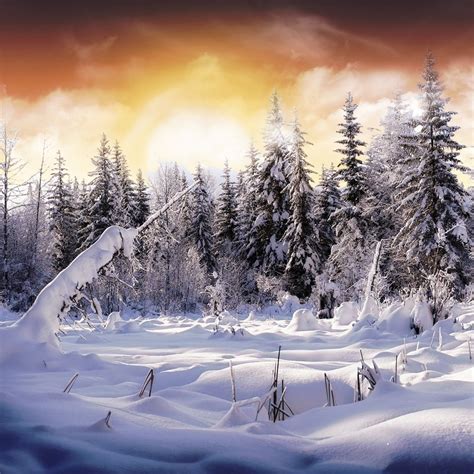 ellaberintodemialma wallpaper: Snow forest