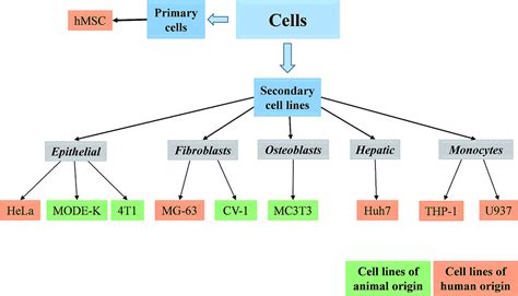 Nanoparticles as transfection agents: a comprehensive study with ten different cell lines - RSC ...