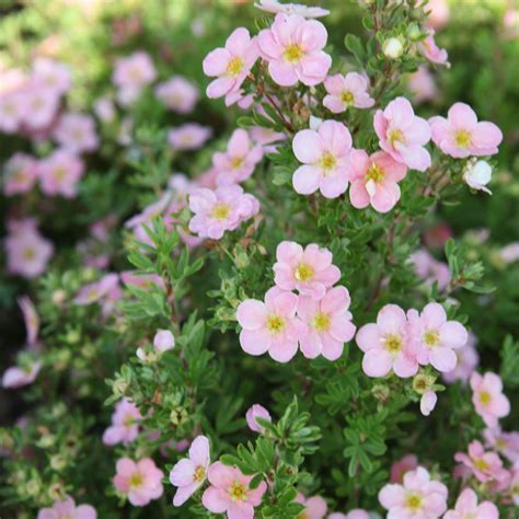 Potentilla fruticosa 'Pink Beauty' (Large Plant) - Shrubs - Van Meuwen | Pink garden, Plants ...