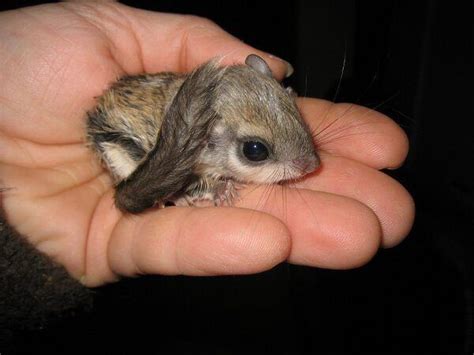 Japanese Dwarf Flying Squirrel | Adorable Animal Babies | Pinterest