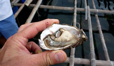 Cutting-Edge Crops: How to Start Farming Oysters - Hobby Farms