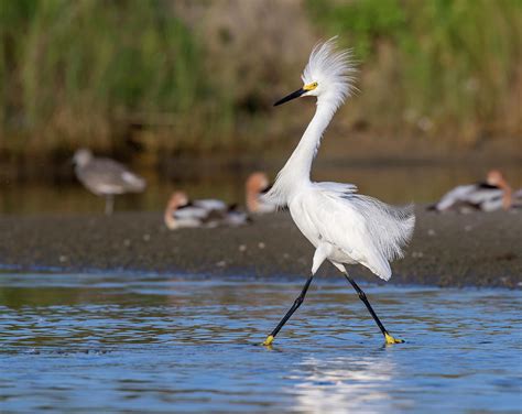 Snowy Egret In Breeding Plumage Photograph by Ivan Kuzmin - Fine Art America