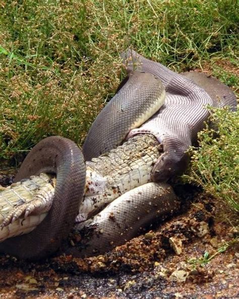 Amazing Animals: Anaconda Eating Crocodile In Australia