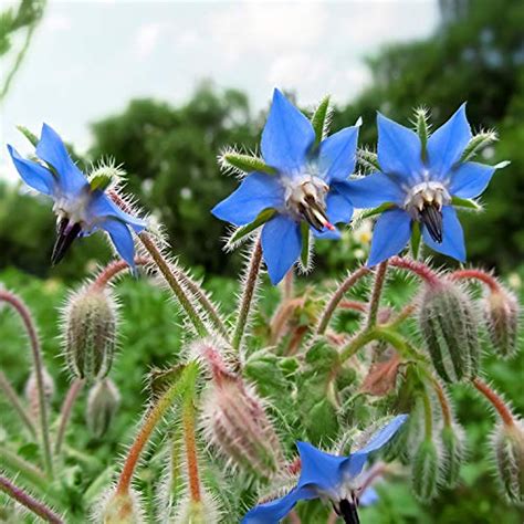 Outsidepride Borage Plant Flower Seed - 1 LB - Warehousesoverstock