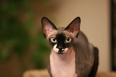 Peterbald Cat Breed Facts - Health, Personality and Health Issues ...