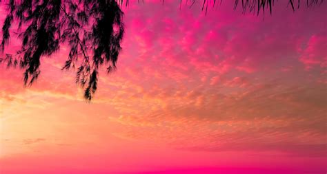 tree on sunset of beautiful a tropical on pink sky background as summer ...