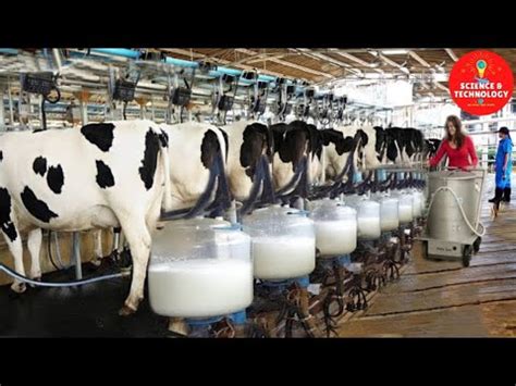 MODERN HIGH-TECH DAIRY FARM-AMAZING COW FARMING-MODERN CATTLE FARMING ...