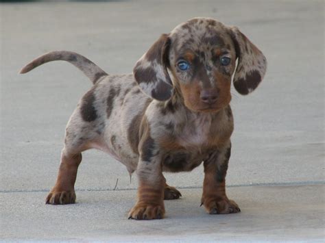 Blue-Mini-Dachshund-Puppies-Picture - Dog Breeders Guide