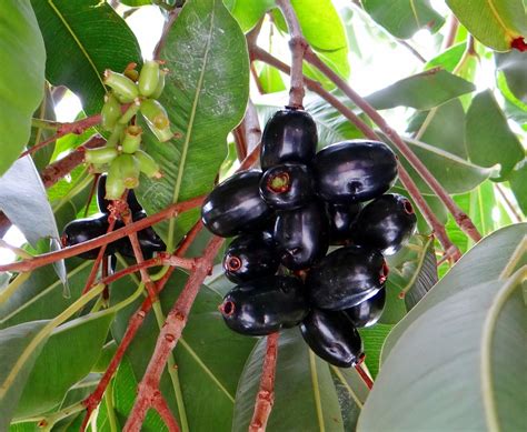 Jambolão - Dorca Plantas