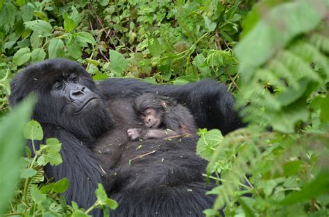 Why Do So Many (~30%) Gorilla Babies Die Within the First Few Months of Their Lives? - Hindman ...