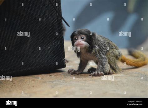 Emperor tamarin baby Stock Photo - Alamy