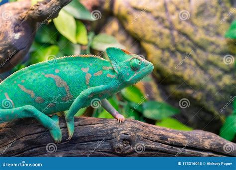 Young Green Chameleon. Natural Habitat Stock Image - Image of close ...