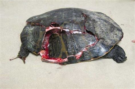 Red Eared Slider - Ultimate Care Guide for Turtle Slider