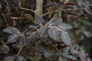 Copper Beech | Yale Nature Walk