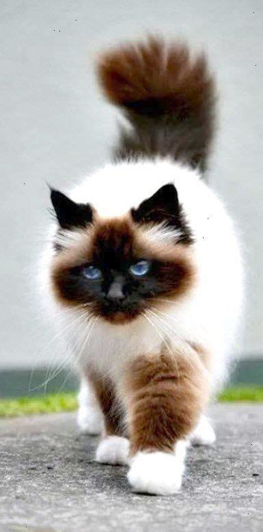 so pretty...... Himalayan cat - Himalayan cats are the result of crossbreeding Siamese with ...