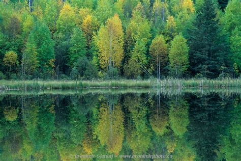 Photo Gallery image: Prince Albert National Park - trees reflecting in ...