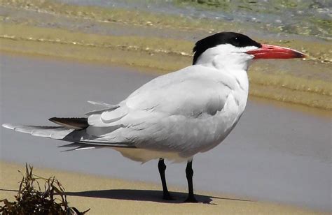 Caspian Tern | BirdForum