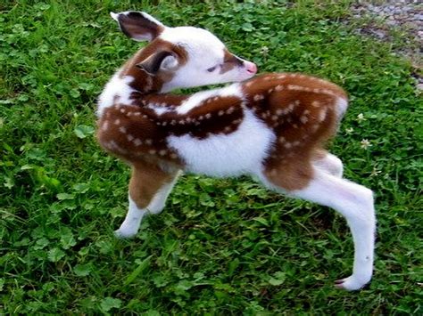 Piebald Fawn, Piebald, Deer, Fawn, Protected, Rare, HD wallpaper | Peakpx