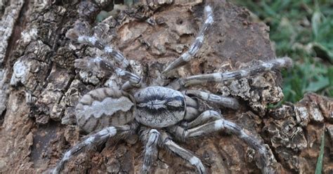 New Giant Tarantula Discovered in Sri Lanka | WIRED