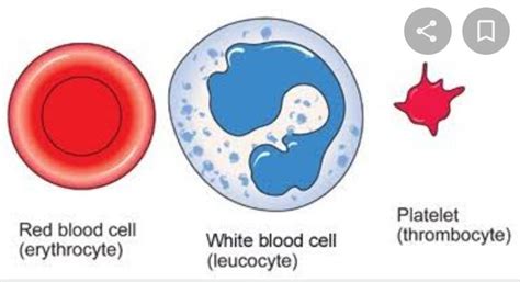 Draw the diagram of Blood (RBC and WBC) - Brainly.in