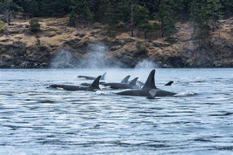 Wildlife Viewing - Tourism Vancouver Island