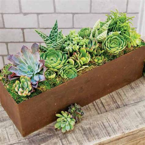 23 Stunning Indoor Succulent Garden Pictures | Balcony Garden Web