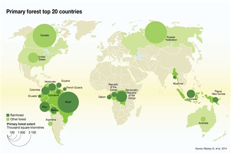 Primary Forest Top 20 Countries | GRID-Arendal