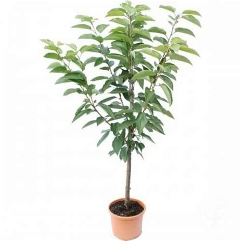 Cherry Sapling at best price in Chennai by Grace Modern Garden | ID: 8949365688