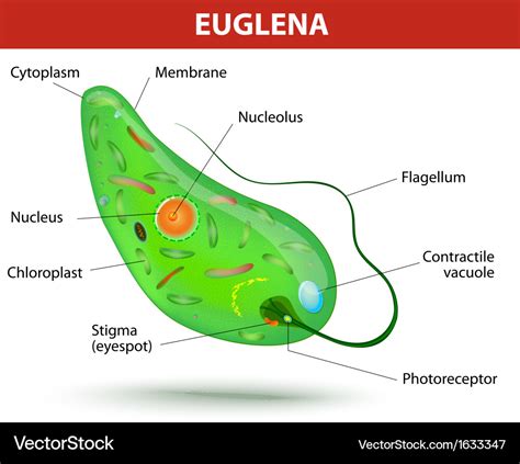 [DIAGRAM] Diagram Of Euglena Labled - MYDIAGRAM.ONLINE