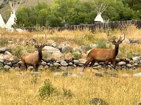 YELLOWSTONE BASIN INN - Updated 2024 Prices & Reviews (Gardiner, MT)