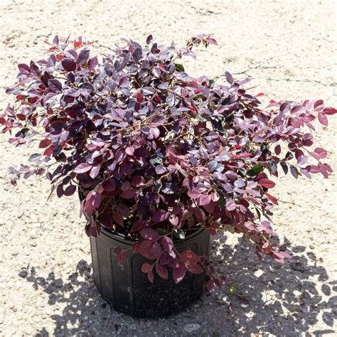 Loropetalum » Bruce Miller Nursery