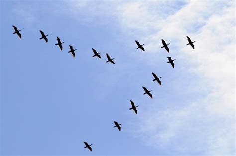 Les oiseaux migrateurs prennent leur envol pour le sud - RFJ votre radio régionale