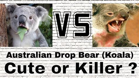 Drop Bears in Australia ? Cute or Scary ? You Decide ! Koala Australia - YouTube