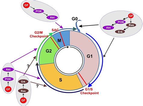 14 Mind-Blowing Facts About Cell Cycle Progression - Facts.net