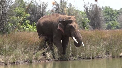 Dandeli Wildlife Sanctuary, Dandeli - Timings, Safari Cost, Best Time to Visit
