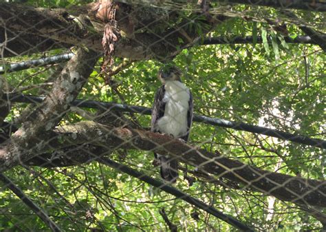 Philippine eagle nesting territory must be declared critical habitat - Philippine Morning Post