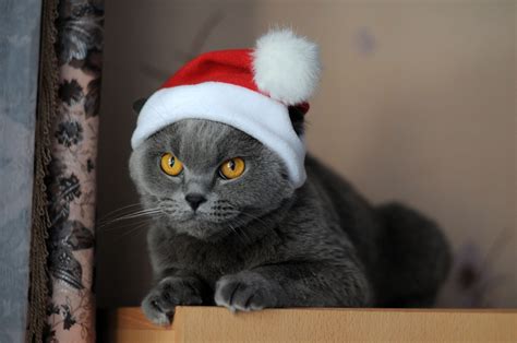 #74028 Cat HD, Santa Hat - Rare Gallery HD Wallpapers