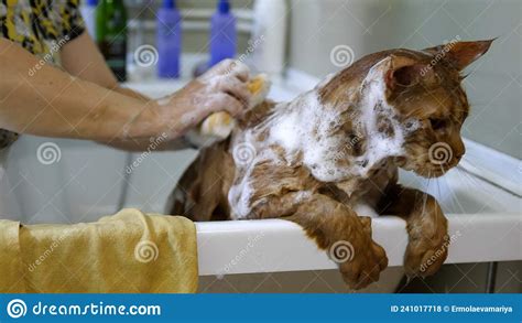 Woman Washing Maine Coon Cat in Grooming Salon. Cat Bathing. Care of ...