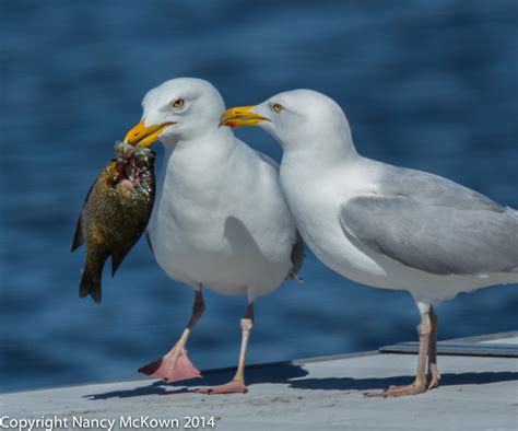 Photographing Herring Seagulls “Sharing” a Bluegill | Welcome to NancyBirdPhotography.com