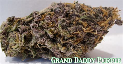 Grand Daddy Purp