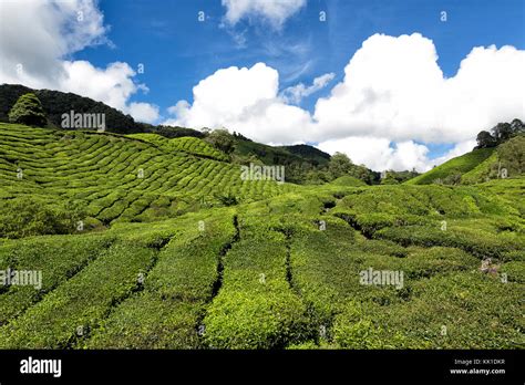 Tea plantation in Cameron Highlands Malaysia Stock Photo - Alamy