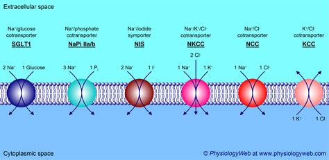 Secondary active transport - Examples of cotransporters (symporters) - PhysiologyWeb