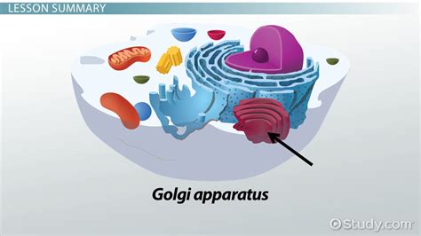 Golgi Apparatus Definition, Structure & Function - Lesson | Study.com