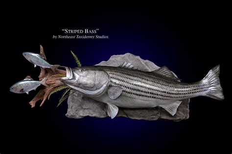 Striped Bass Mounts (Fish Mounts) by Northeast Taxidermy