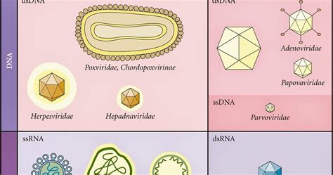 Medical Laboratory and Biomedical Science: Virus Classification