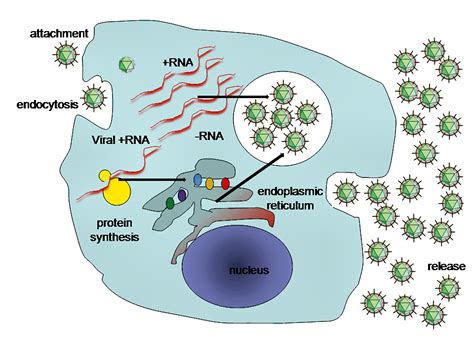 Virus Replication - Advanced ( Read ) | Biology | CK-12 Foundation