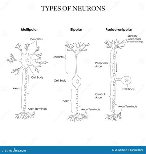 Types of neurons stock vector. Illustration of labeled - 259281357