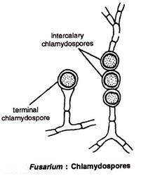 chlamydospores - Study Solutions