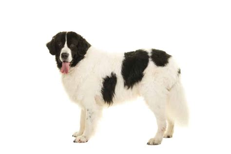 Landseer: Everything You Need to Know | Pet Insurance Quotes